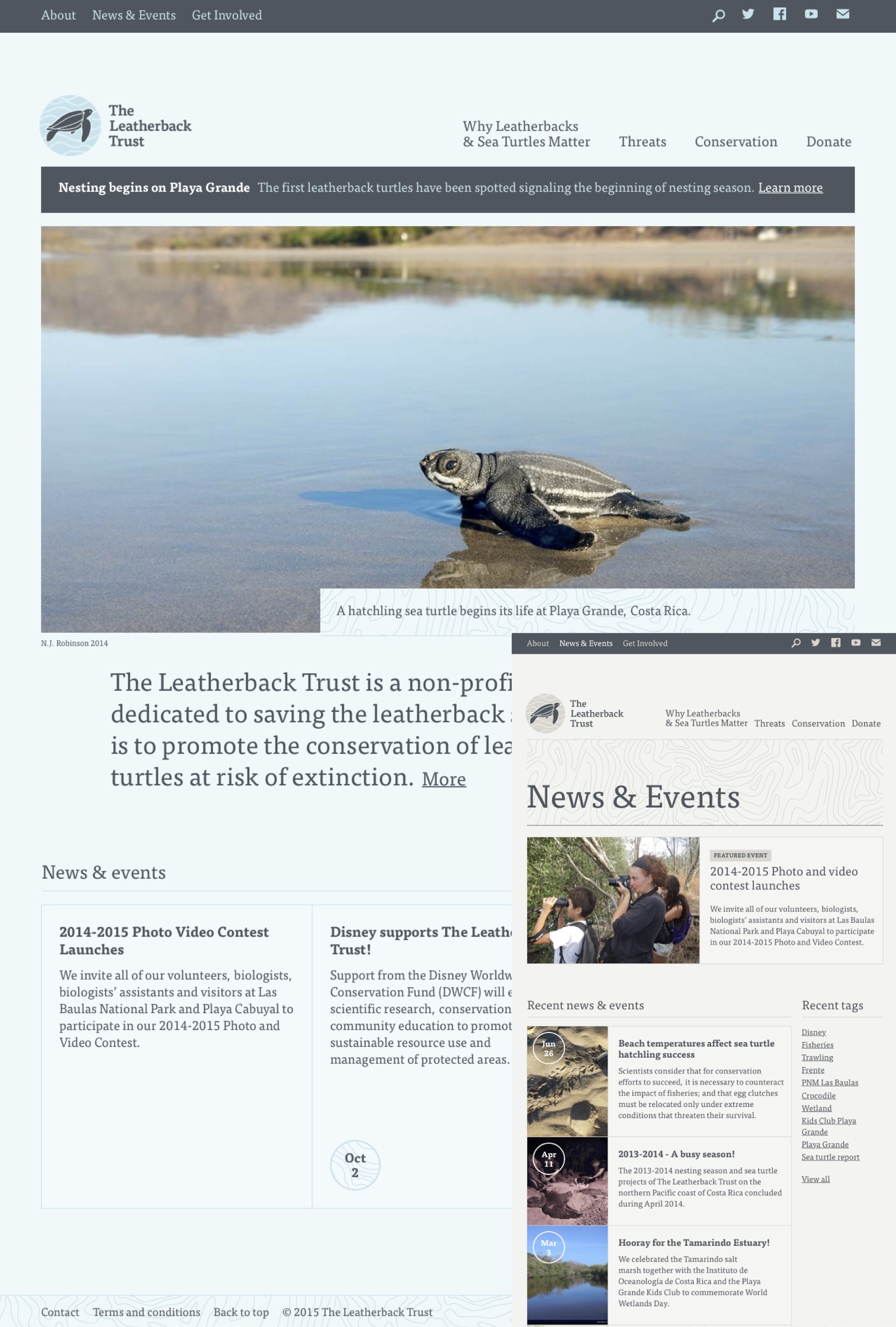 For the love of turtles